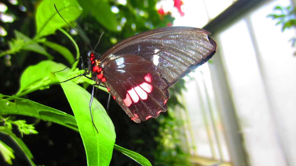 Schmetterling_rot