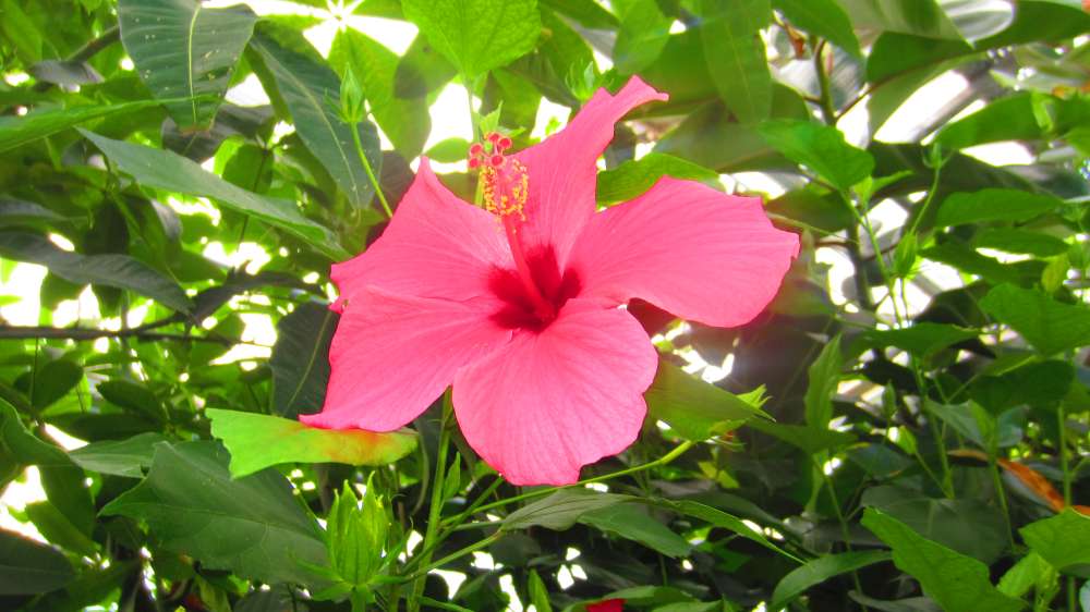 Hibiskus_rot
