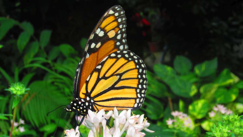 Schmetterling_orange