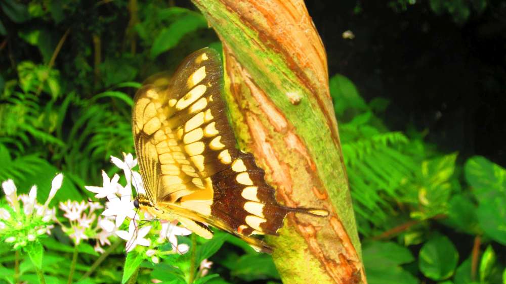 Schmetterling_Schwalbenschwanz