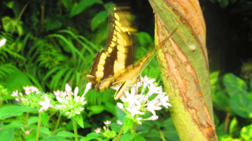 Schmetterling_Schwalbenschwanz