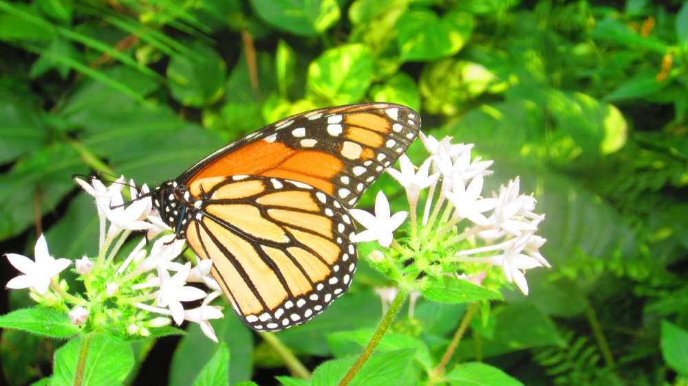 Schmetterling_orange