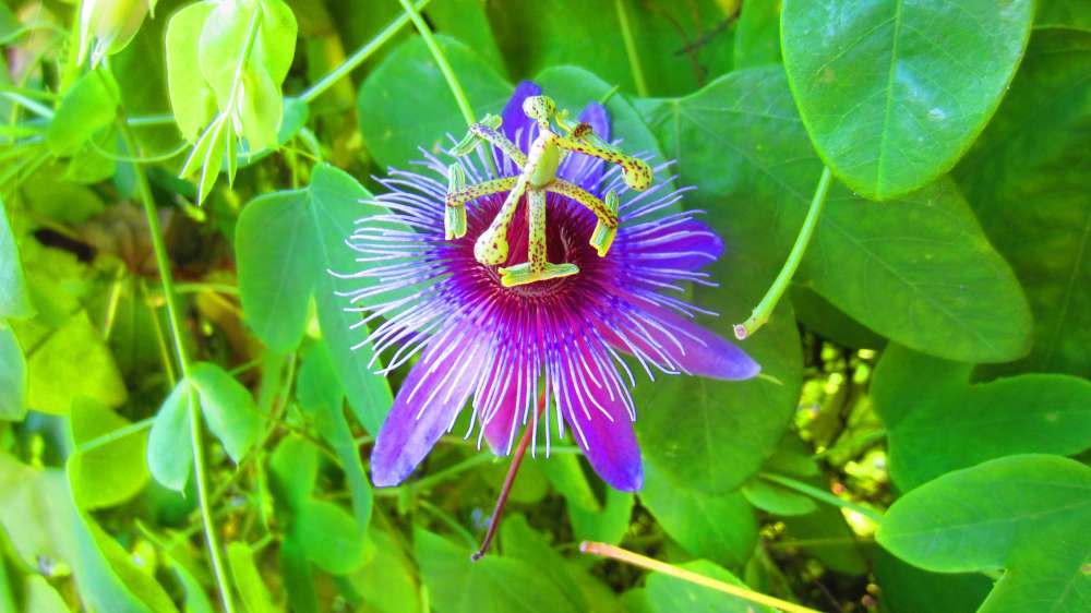 Passionsblume_violett