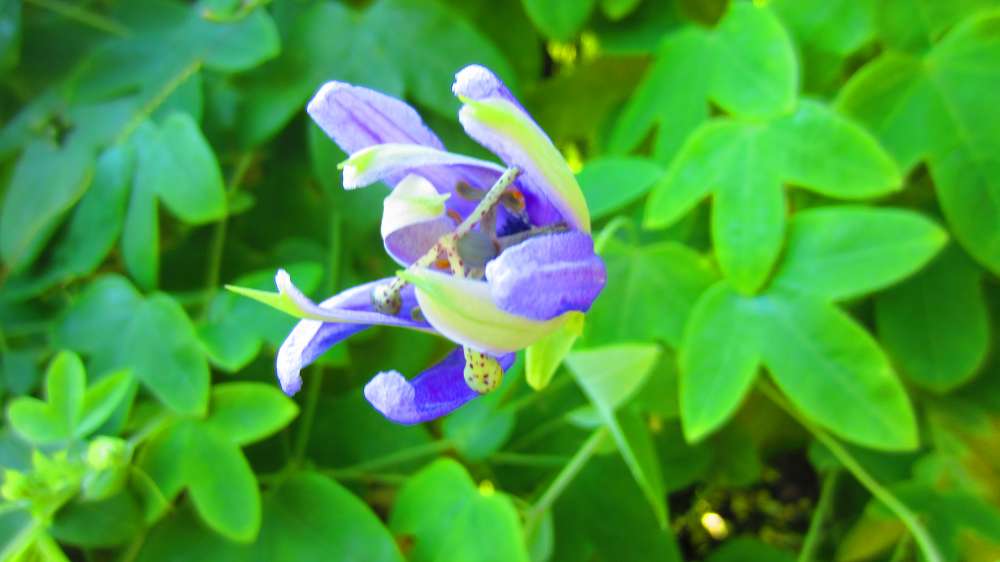 Passionsblume_violett