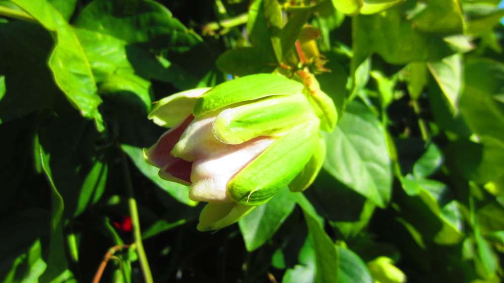 Passionsblume_Bluete