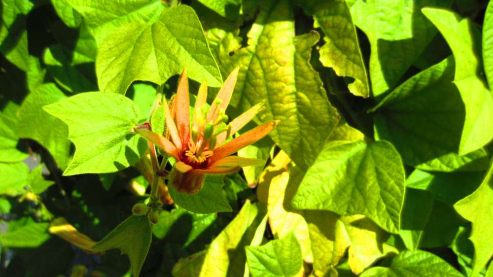Passionsblume_orange