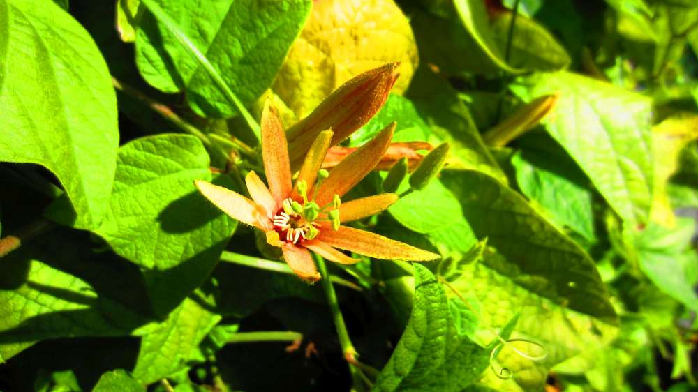 Passionsblume_orange