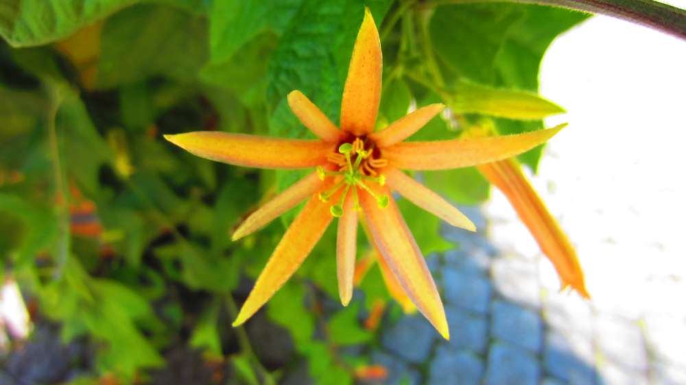 Passionsblume_orange
