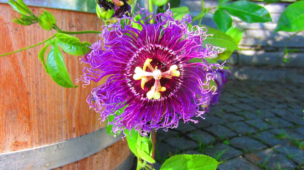 Passionsblume_violett
