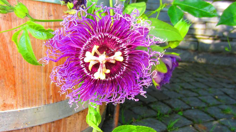Passionsblume_violett