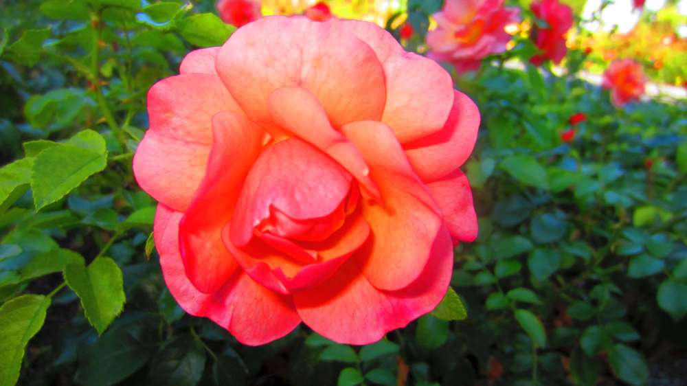 Rose_apricot