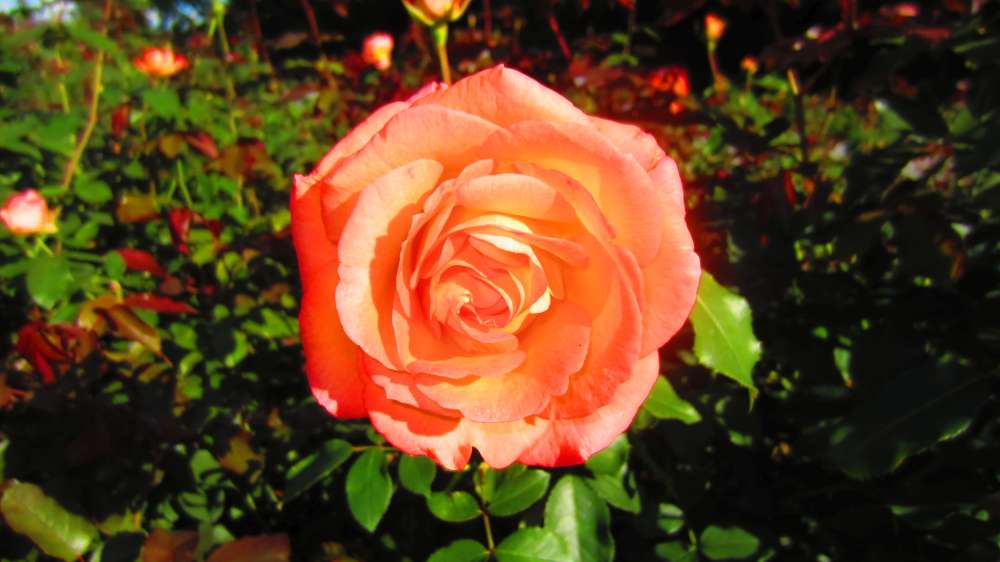 Rose_apricot