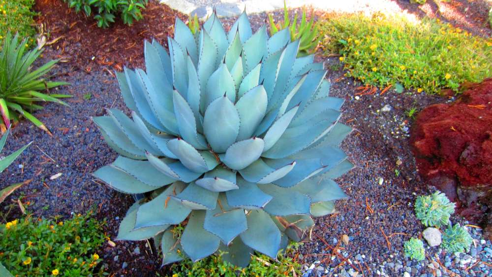Agave