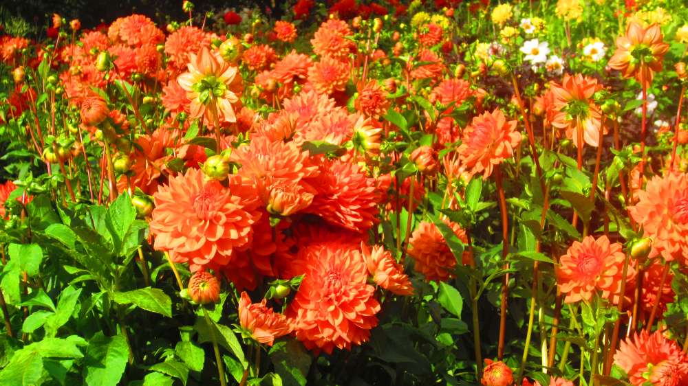 Dahlien_orange