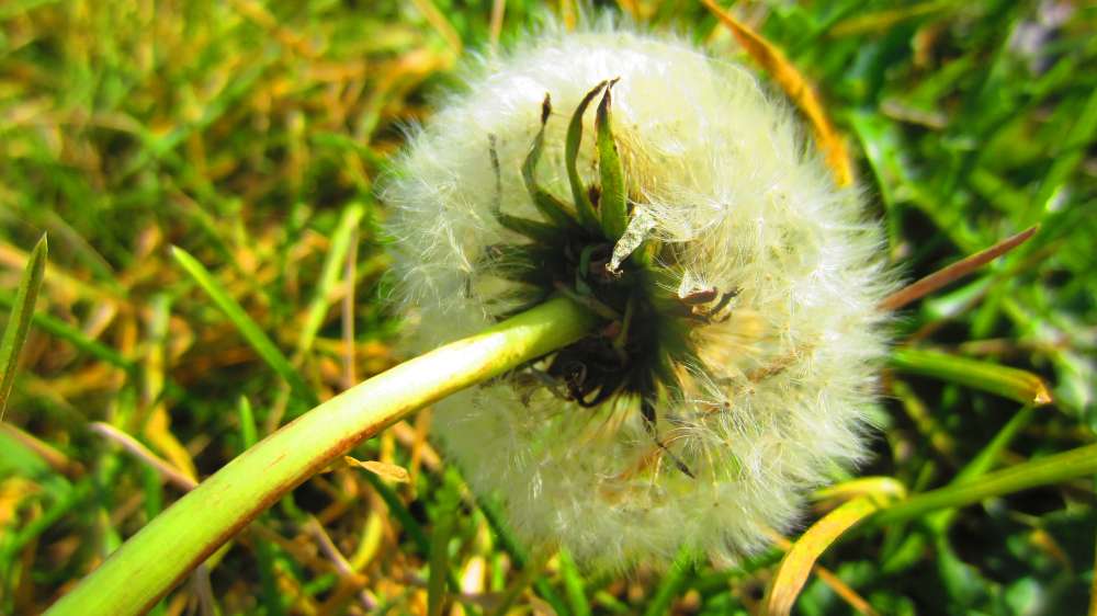 Pusteblume