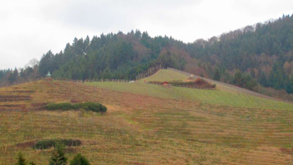 Weinberge