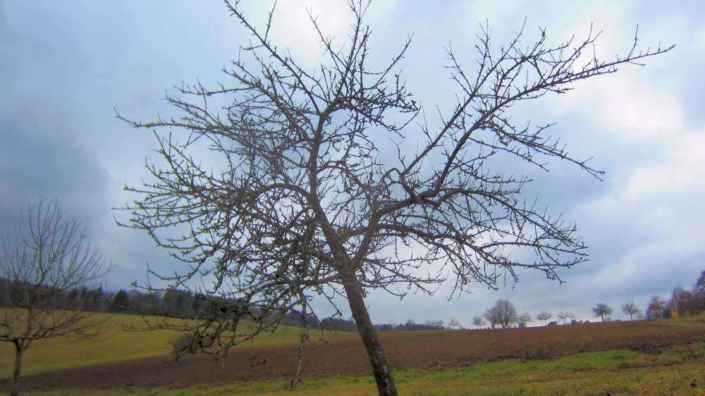 Obstbaum