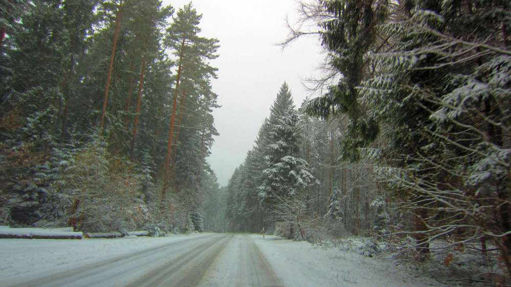 Strasse_im_Wald
