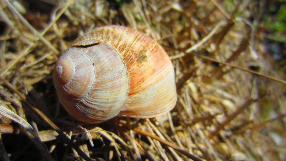 Schneckenhaus