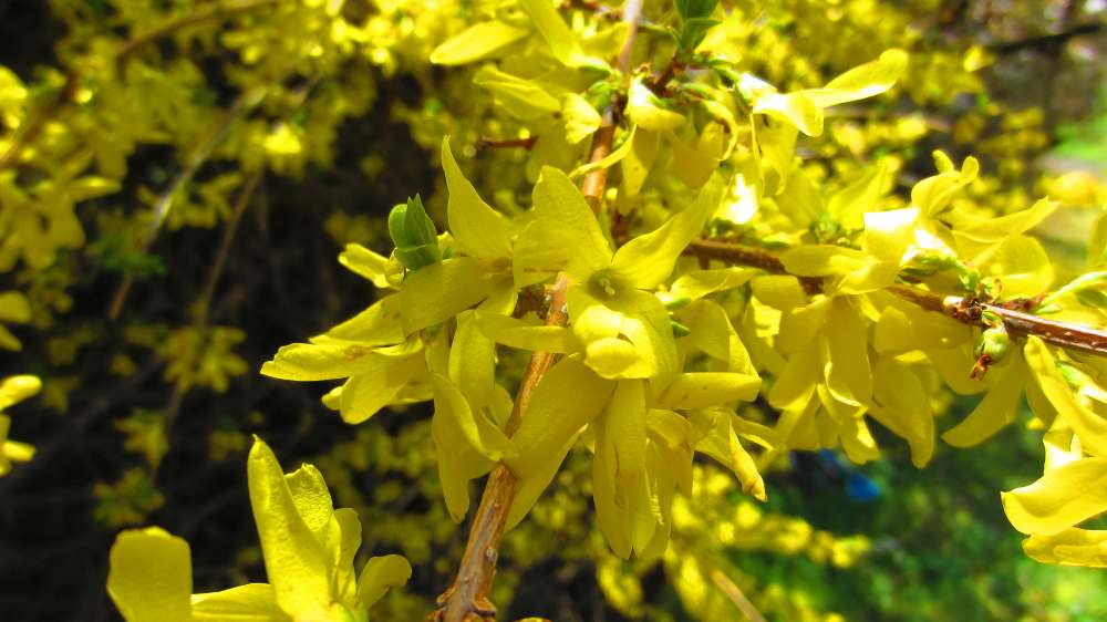 Forsythie