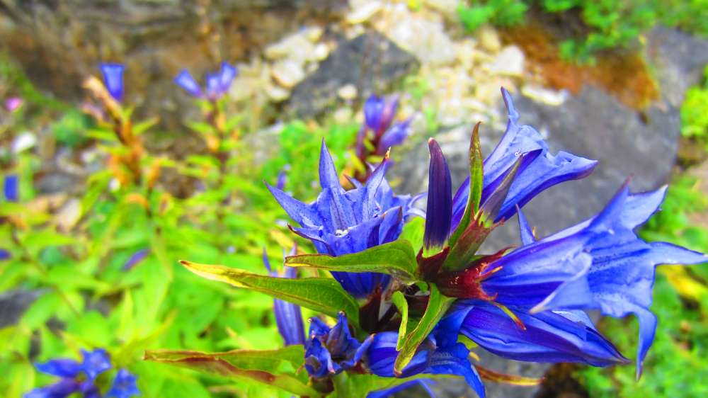 SchwalbenschwanzEnzian