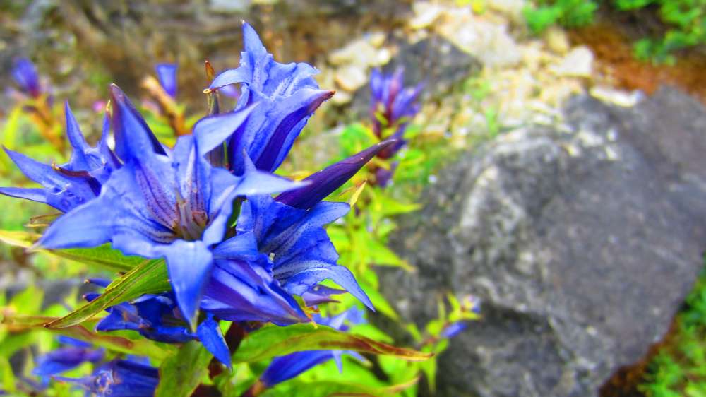 SchwalbenschwanzEnzian