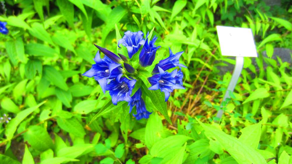 SchwalbenschwanzEnzian