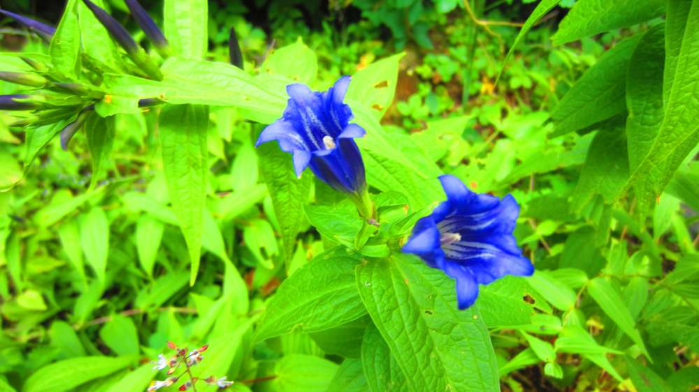 SchwalbenschwanzEnzian