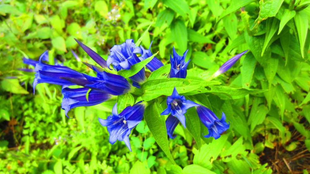 SchwalbenschwanzEnzian