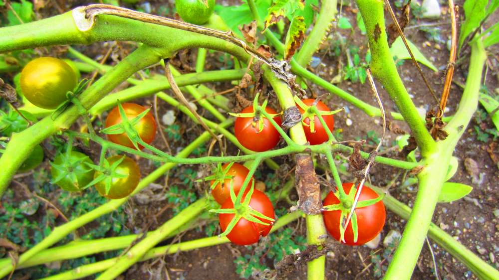 Tomaten