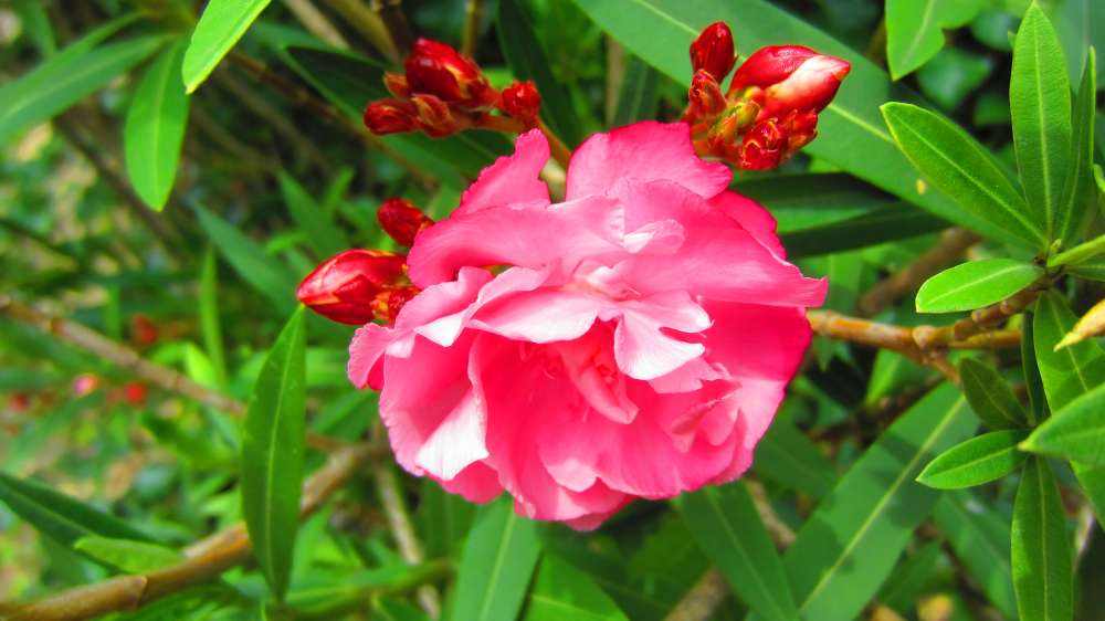 Oleander