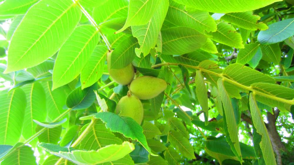 KaukasischerWalnussbaum