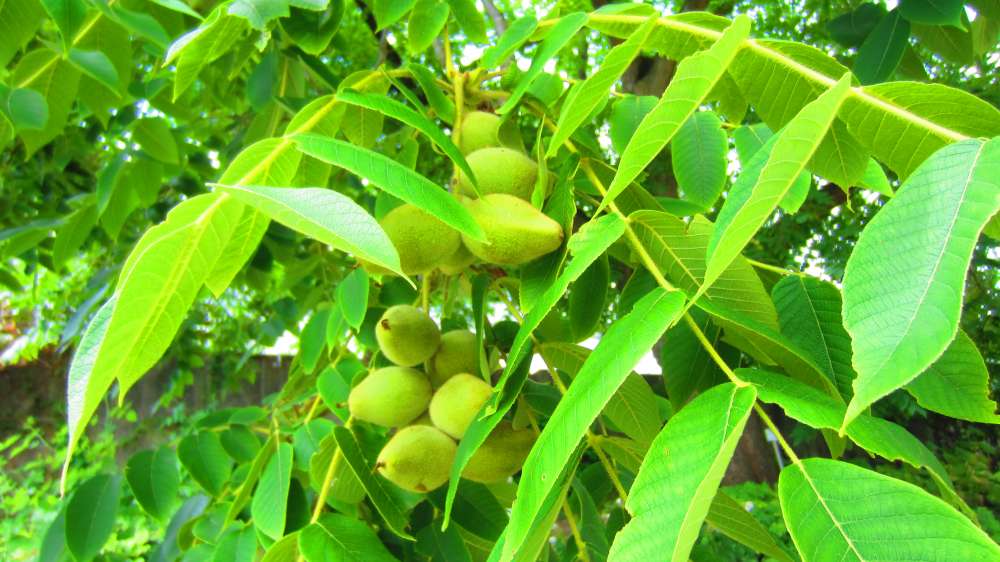 KaukasischerWalnussbaum