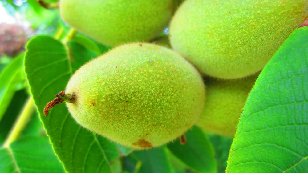 KaukasischerWalnussbaum