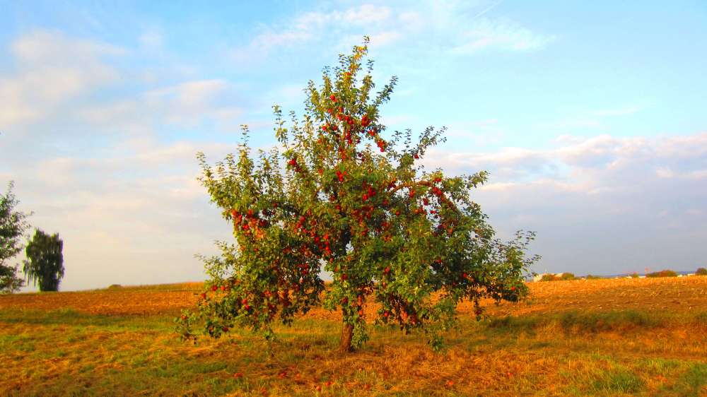 Apfelbaum