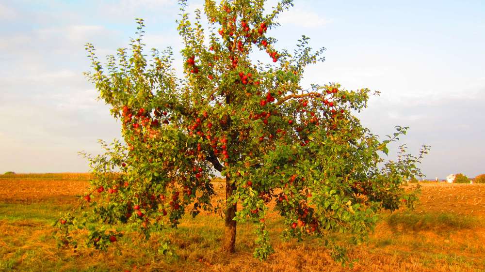 Apfelbaum