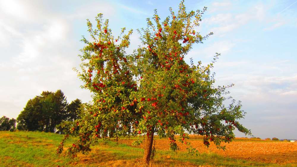 Apfelbaum