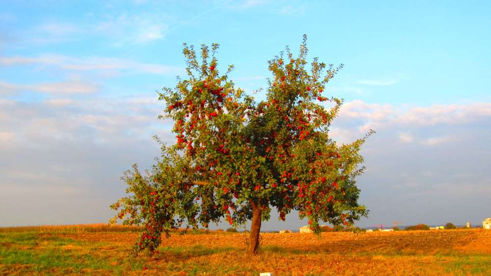 Apfelbaum