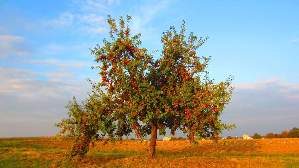Apfelbaum