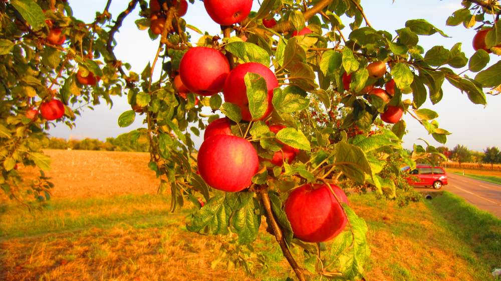 Apfelbaum