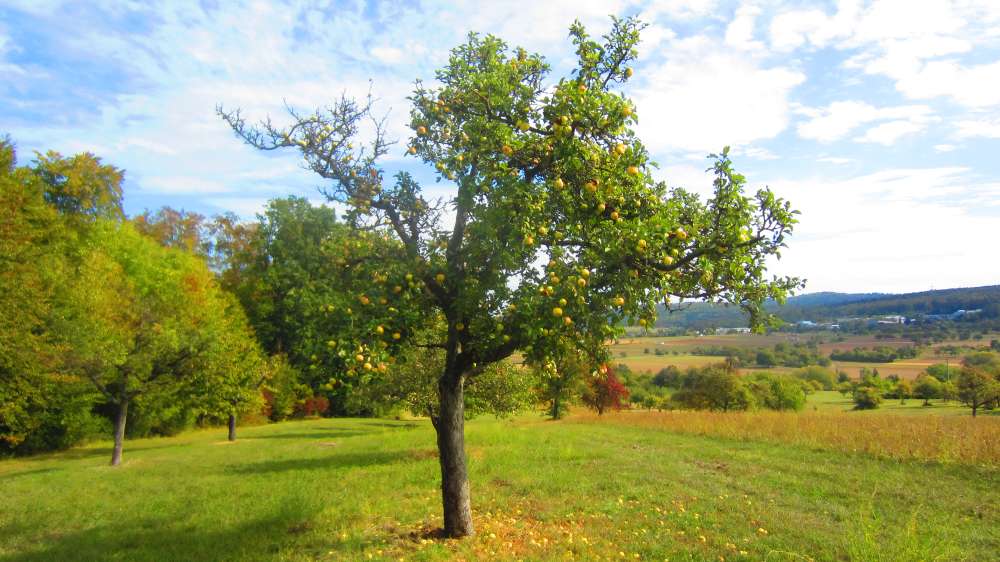 Apfelbaum