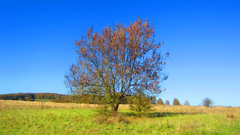 Herbstbaum
