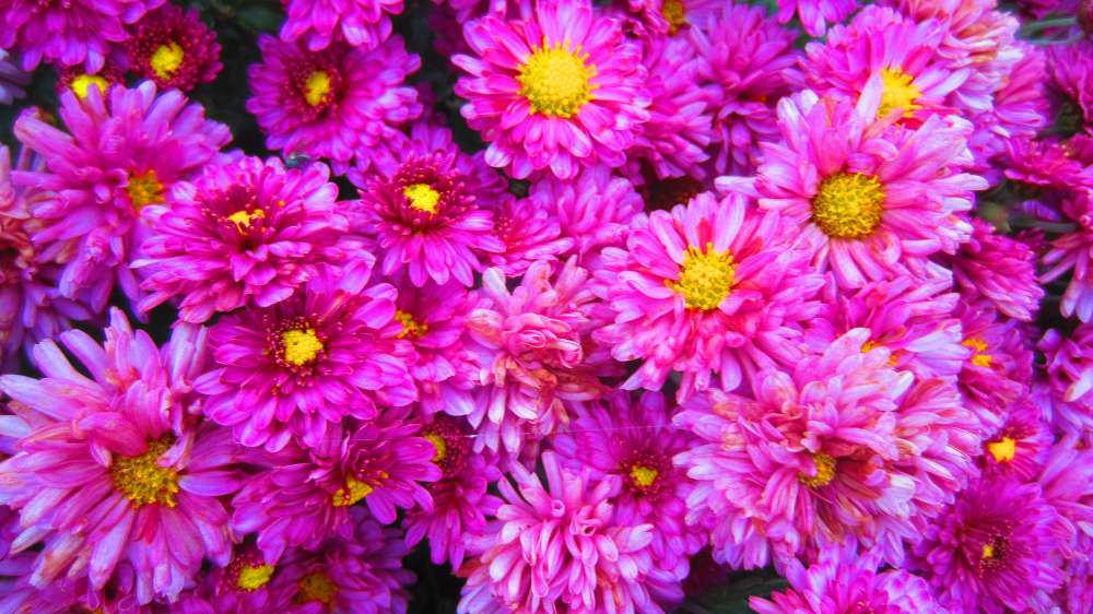 ChrysanthemenPink