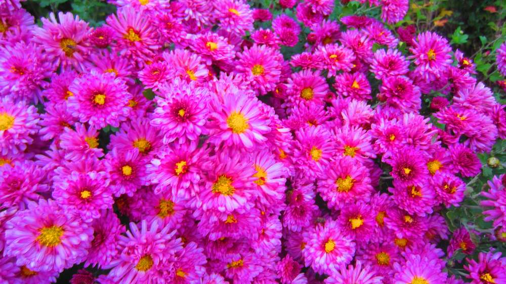 ChrysanthemenPink