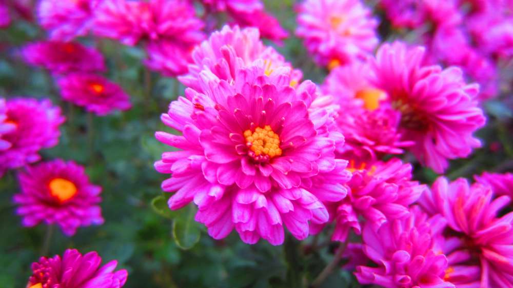 ChrysanthemenPink