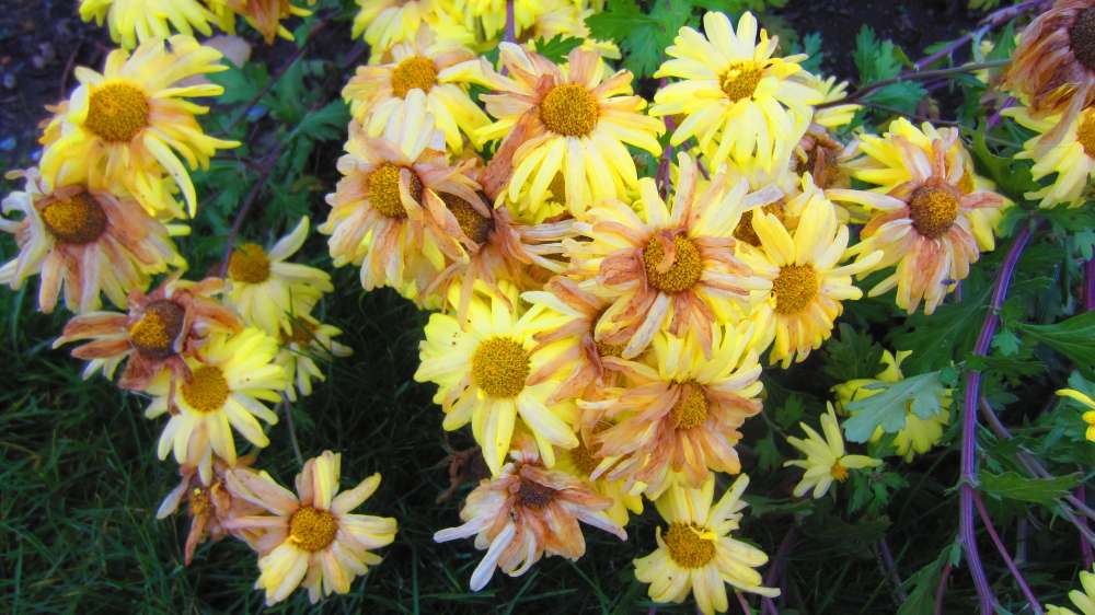 ChrysanthemenGelb