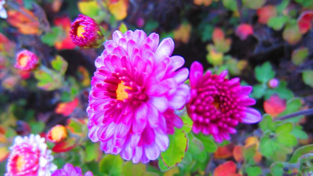 ChrysanthemenPink