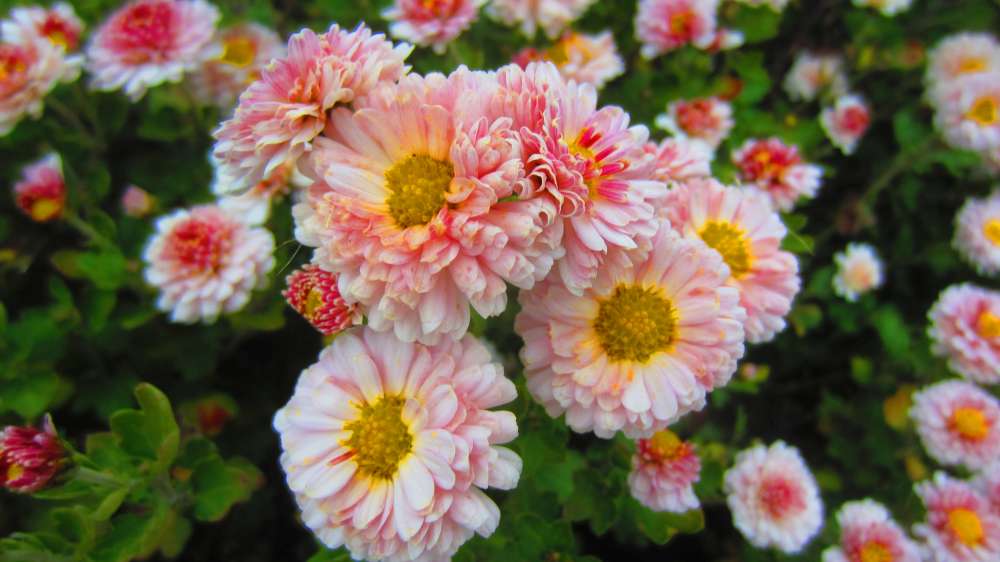 ChrysanthemenApricot