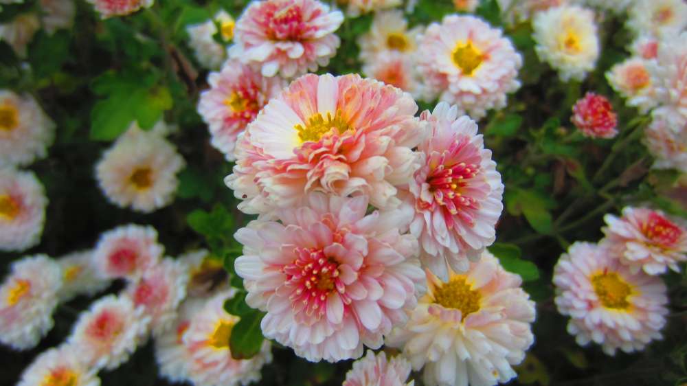 ChrysanthemenApricot