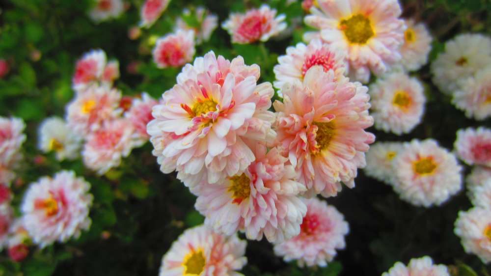 ChrysanthemenApricot